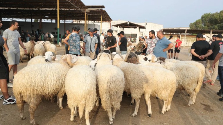 اتحاد الفلاحين: بطاقة مهنية لتنظيم بيع أضاحي العيد 1