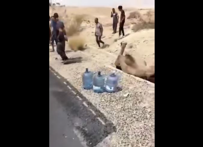 نفوق عدد من الابل دهسا من شاحنة ...(فيديو) 1